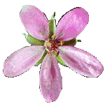 Tableau des fleurs pentagonales