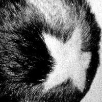 Marcel Duchamp, Tonsure